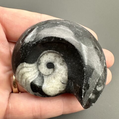Goniatit 5,4cm – Maroko