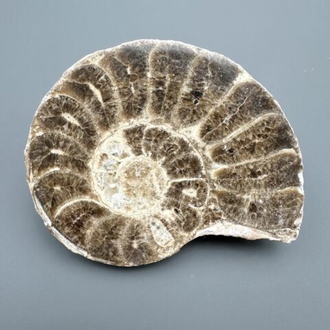Amonit 10,9cm – Maroko