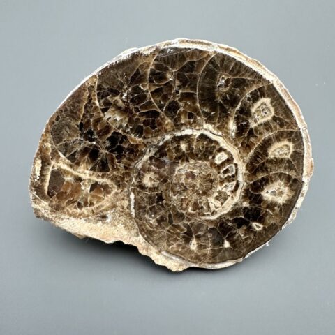 Amonit 10,6cm – Maroko