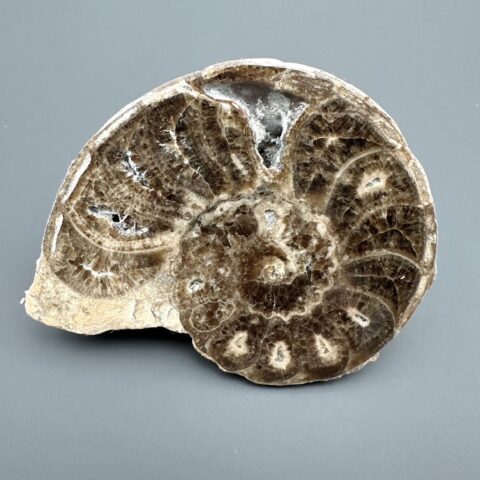 Amonit 10cm – Maroko