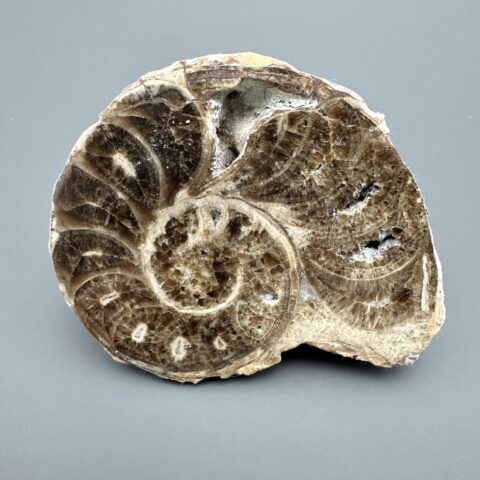 Amonit 10,3cm – Maroko