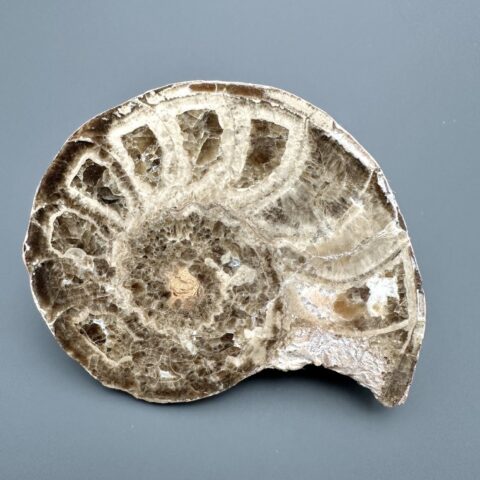 Amonit 10,9cm – Maroko