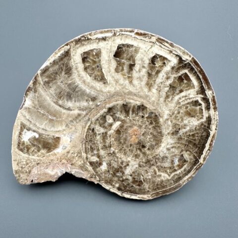 Amonit 10,5cm – Maroko