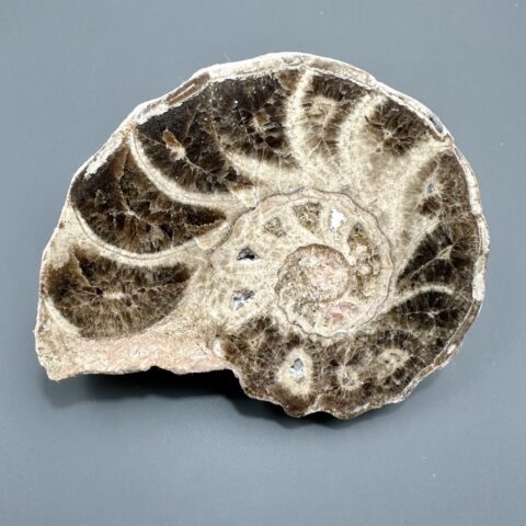 Amonit 10,5cm – Maroko