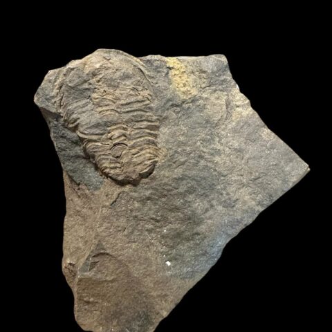 Trilobit Conocoryphe sulzeri – Jince, ČR