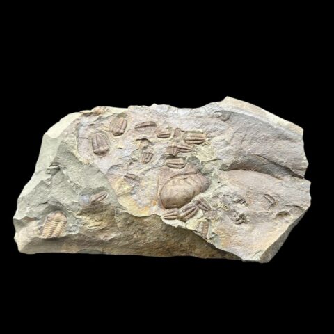 Trilobit Ellipsocephalus hoffi – Jince, ČR