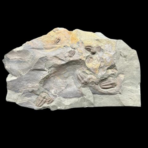 Trilobit Ellipsocephalus hoffi – Jince, ČR
