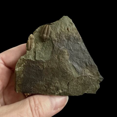 Trilobit Ellipsocephalus hoffi – Jince, ČR