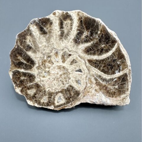 Amonit 10,3cm – Maroko