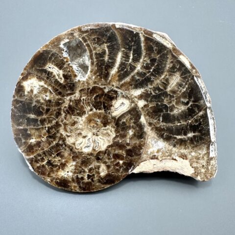 Amonit 11,1cm – Maroko