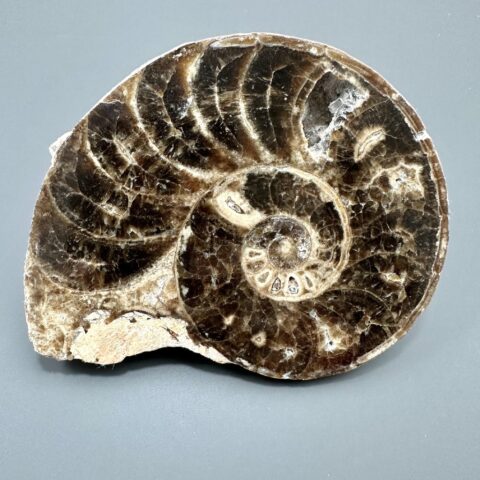 Amonit 10,8cm – Maroko