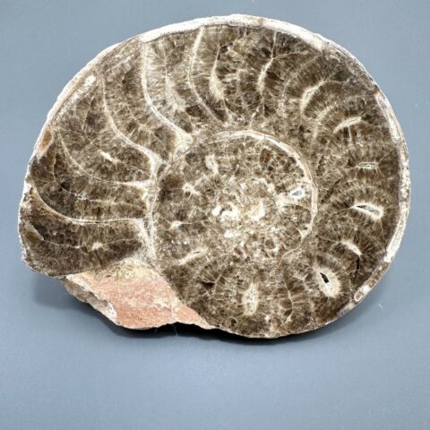 Amonit 11,4cm – Maroko