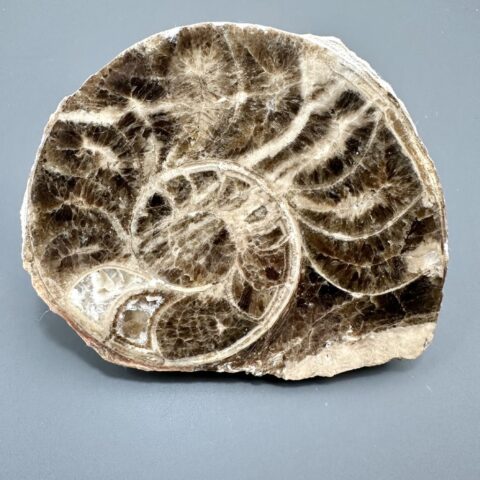 Amonit 10cm – Maroko