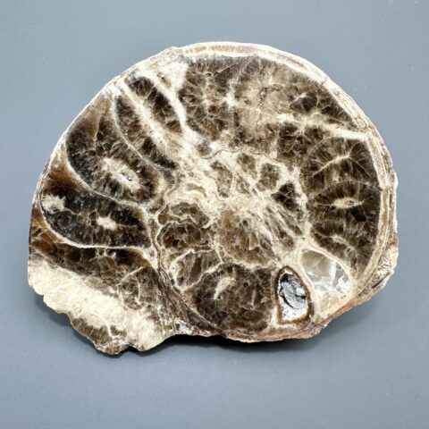 Amonit 10cm – Maroko