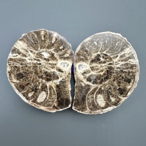 Amonit (pár) 10cm a 10cm – Maroko