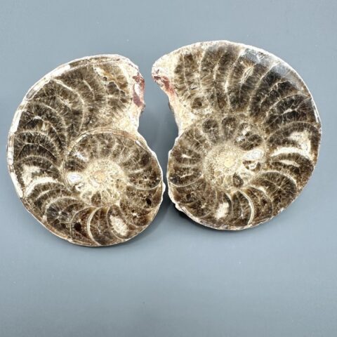 Amonit (pár) 10,3cm a 10,3cm – Maroko