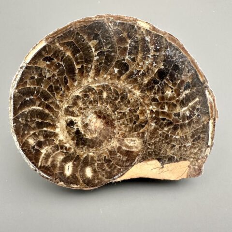 Amonit 10,8cm – Maroko
