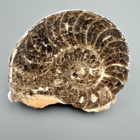 Amonit 10,8cm – Maroko