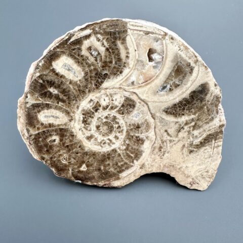 Amonit 10,3cm – Maroko