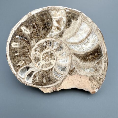 Amonit 10,8cm – Maroko