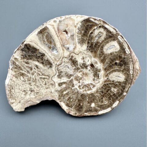 Amonit 11,3cm – Maroko