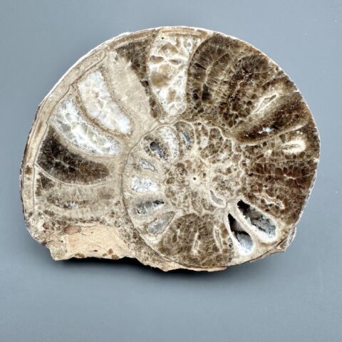 Amonit 10,7cm – Maroko