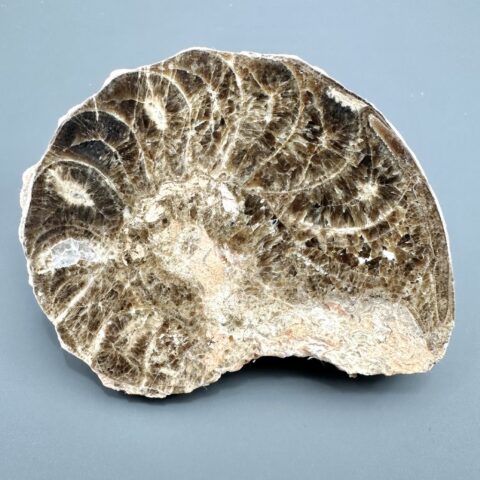 Amonit 10,9cm – Maroko