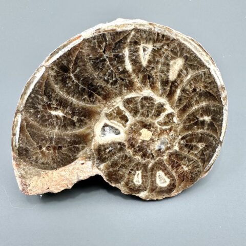 Amonit 10,6cm – Maroko