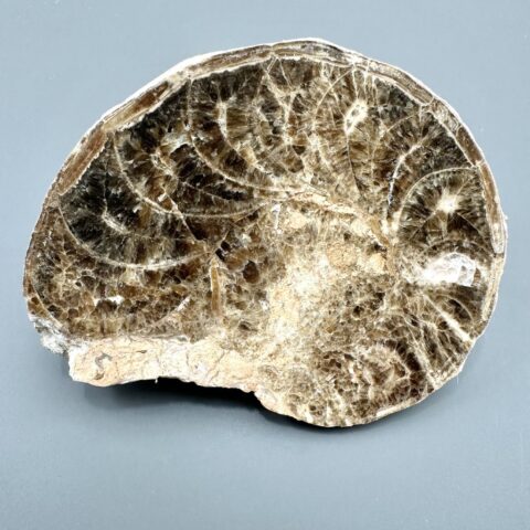 Amonit 10,5cm – Maroko