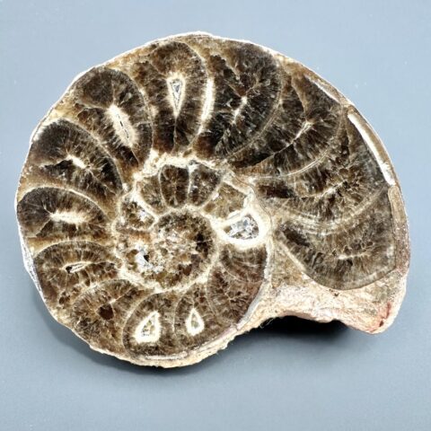 Amonit 10,4cm – Maroko