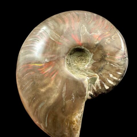 Amonit Cleoniceras besairiei (opalizující) 11,2cm – Madagaskar