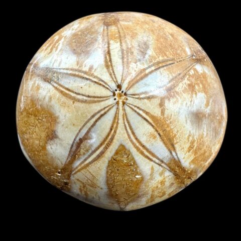 Fosilní ježovka Scutella 6,6cm – Madagaskar