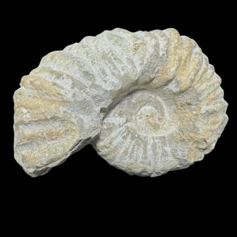 Amonit 10,3cm – Maroko