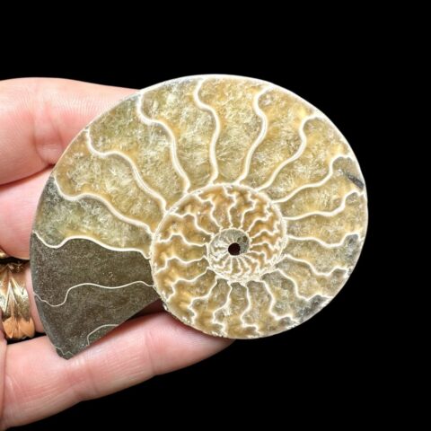Amonit Cleoniceras besairiei (leštěná půlka) 6,6cm – Madagaskar