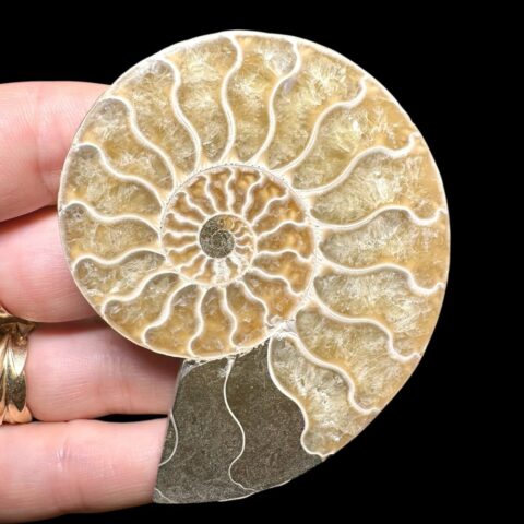 Amonit Cleoniceras besairiei (leštěná půlka) 7cm – Madagaskar