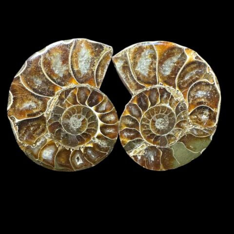 Amonit Cleoniceras besairiei (leštěný pár) 5,7 a 5,7cm – Madagaskar