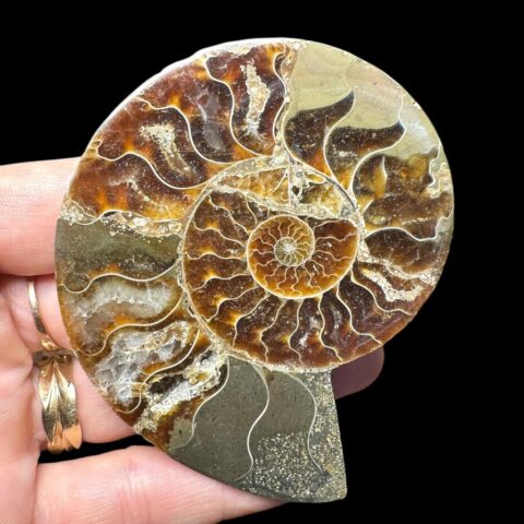 Amonit Cleoniceras besairiei (leštěná půlka) 7cm – Madagaskar