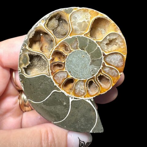 Amonit Cleoniceras besairiei (leštěná půlka) 6,7cm – Madagaskar