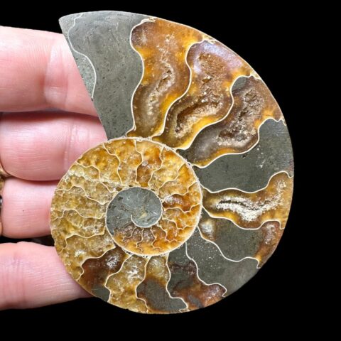 Amonit Cleoniceras besairiei (leštěná půlka) 7,2cm – Madagaskar