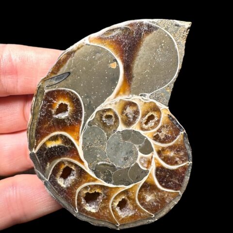 Amonit Cleoniceras besairiei (leštěná půlka) 6,4cm – Madagaskar