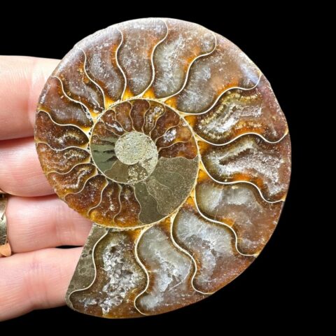 Amonit Cleoniceras besairiei (leštěná půlka) 7cm – Madagaskar