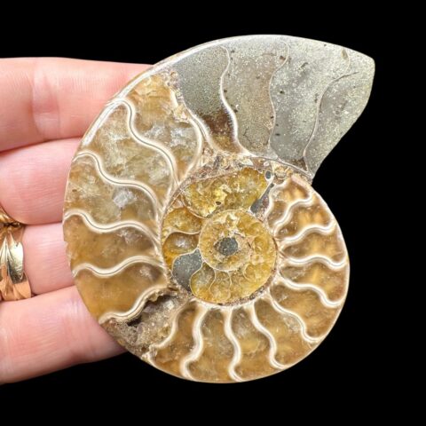 Amonit Cleoniceras besairiei (leštěná půlka) 6,7cm – Madagaskar