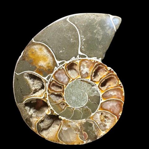 Amonit Cleoniceras besairiei (leštěná půlka) 6,7cm – Madagaskar
