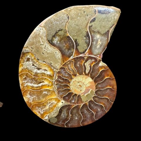 Amonit Cleoniceras besairiei (leštěná půlka) 6,7cm – Madagaskar