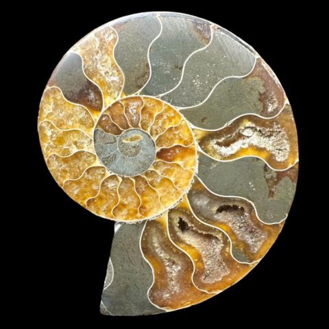 Amonit Cleoniceras besairiei (leštěná půlka) 7cm – Madagaskar