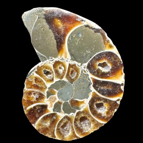 Amonit Cleoniceras besairiei (leštěná půlka) 6,4cm – Madagaskar