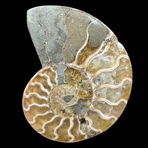 Amonit Cleoniceras besairiei (leštěná půlka) 6,8cm – Madagaskar