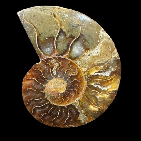 Amonit Cleoniceras besairiei (leštěná půlka) 6,7cm – Madagaskar