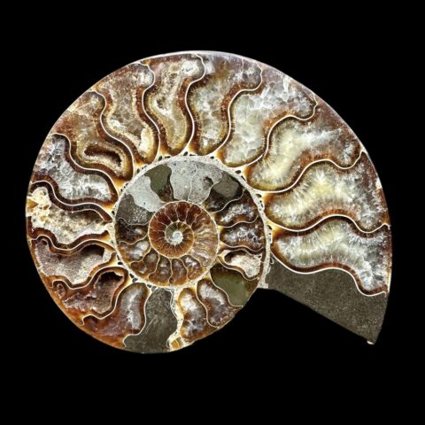 Amonit Cleoniceras besairiei (leštěná půlka) 13,7cm – Madagaskar