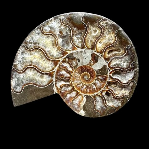 Amonit Cleoniceras besairiei (leštěná půlka) 13,6cm – Madagaskar